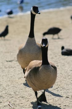 Two Canadian geese walking in a park.

