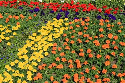 Marigold and petunia flowers in a garden.
