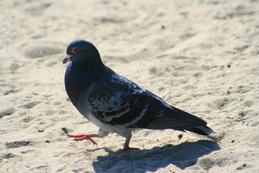 Pigeon walking on a sand in a park.

