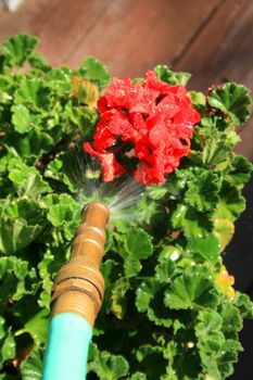 Close up of a water hose spraying geranium flower.