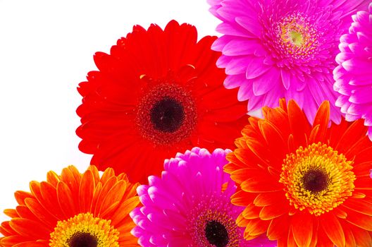 gerbera flower closeup on white background