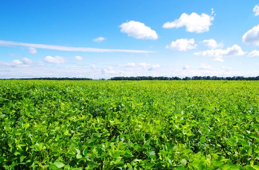 field on a background of the blue sky