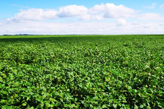 field on a background of the blue sky