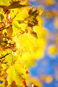 autumn leaves background in sunny day