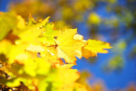 autumn leaves background in sunny day