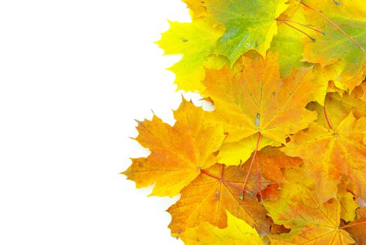 autumn maple leafs isolated on a white 