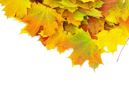 autumn maple leafs isolated on a white 