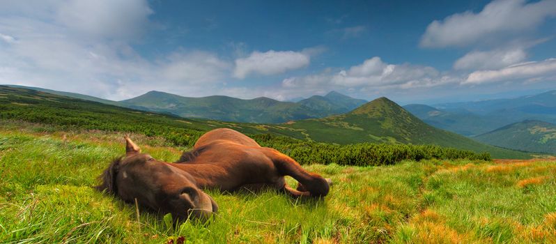 Funny horse in the mountains