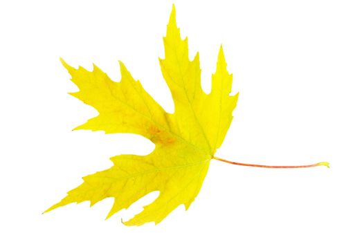 autumn maple leaf isolated on white background