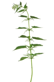 nettle on white background