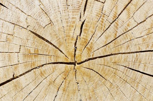 Texture of  wood to serve as background