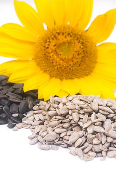 Sunflower, black seeds andwhite kernels