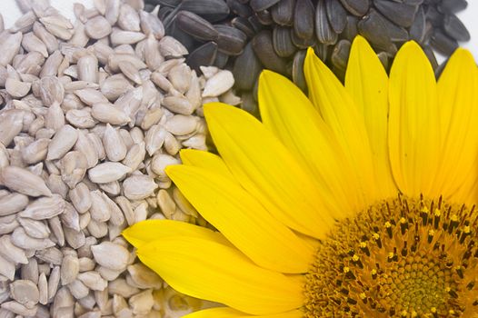 Sunflower, black seeds and white kernels