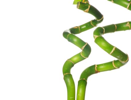 green bamboo  isolated on a white background