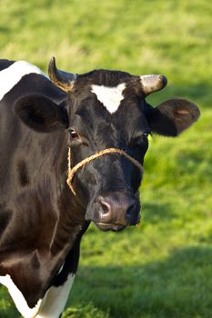 Friesian dairy or Fries stamboek milch cow on field in summer