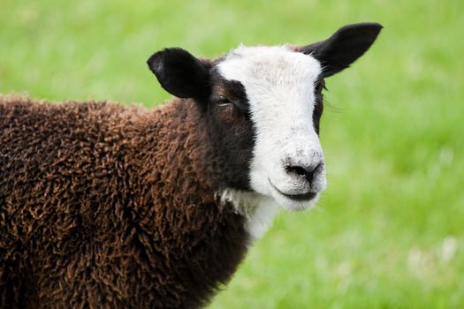 Brown and white spotted sheep on field in summer