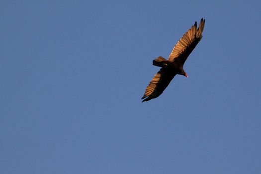 Falcon flying high above at sunset on cloud less background