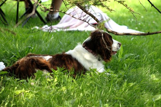 Dog watching and ready to join in the fun