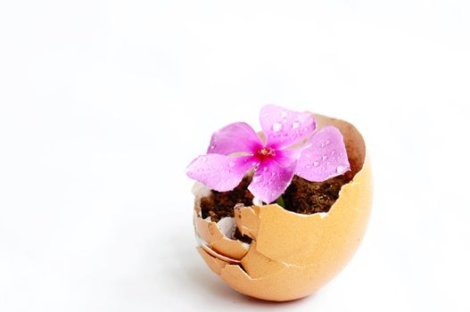 Pink flower in a broken eggshell