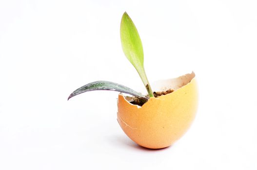 Small new plant growing in an eggshell