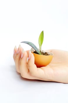 Sprout in an eggshell in a girl's hand
