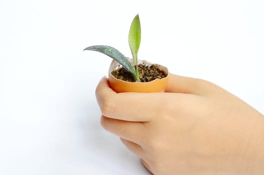 Sprout in an eggshell in a girl's hand