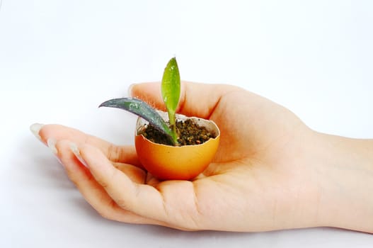 Sprout in an eggshell in a girl's hand
