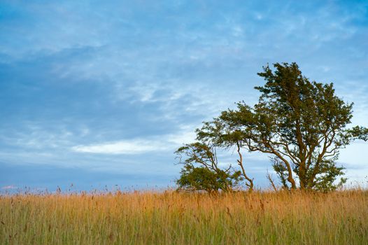 Meadow in the evening light