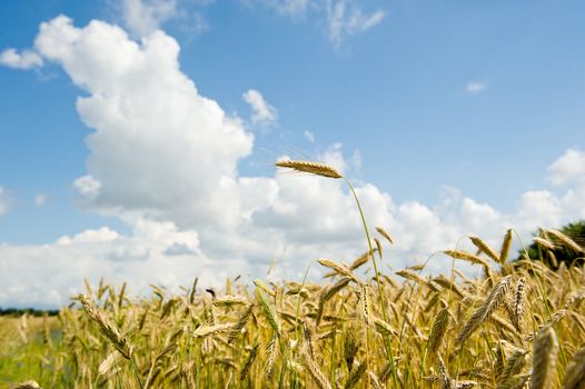 Corn fields on a sommerday