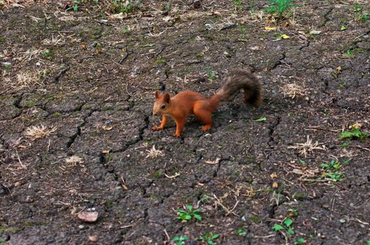 Red squirrel near to about a tree trunk