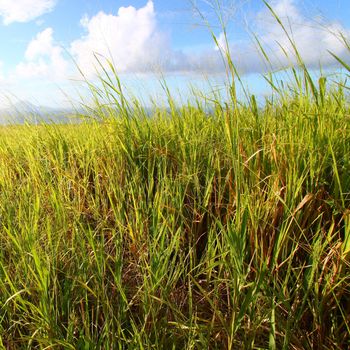 Dense sugar cane fields on the Caribbean island of Saint Kitts