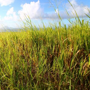 Dense sugar cane fields on the Caribbean island of Saint Kitts