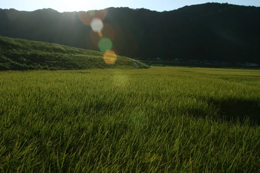 Rice Field Sunshine
