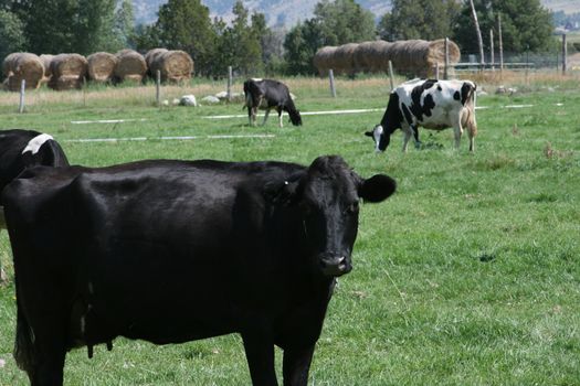 Cow Looking My Way