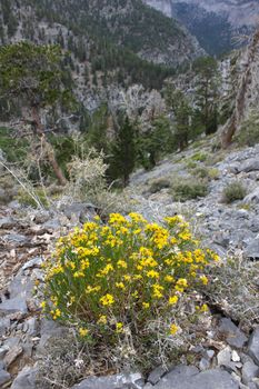 Lone stand of flowers amidst the rocky landscape of Nevada from Mount Charleston.