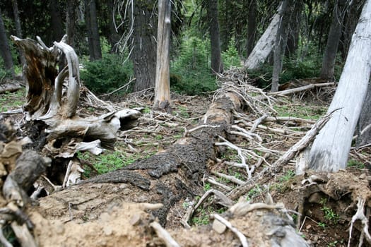 Fallen Tree