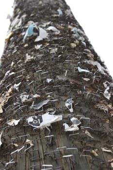 Thorny Telephone Pole