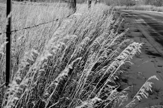 Winter Grass