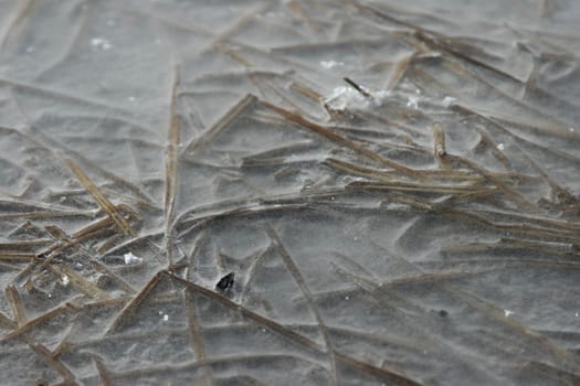 Ice Cold Grass