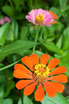 Orange Flower