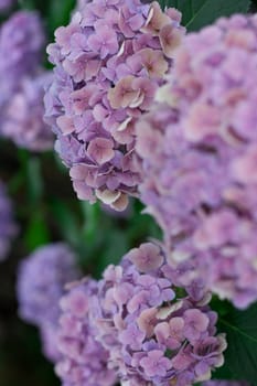 Hydrangea Ajisai