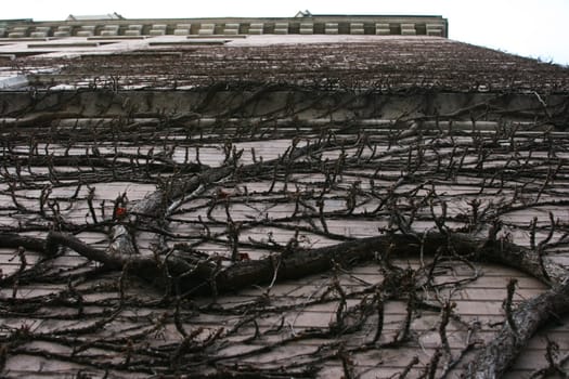 Vines on a Building