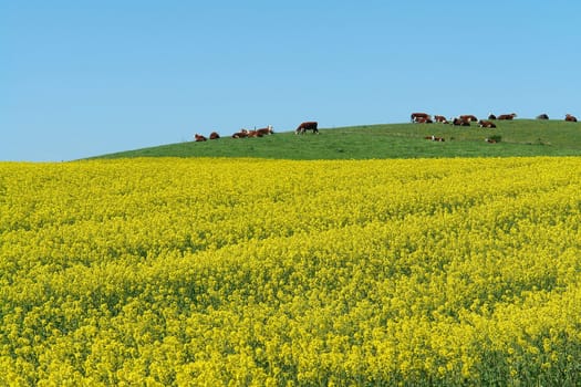 Herd of cows grazing in a  green field with clear blue summer sky background