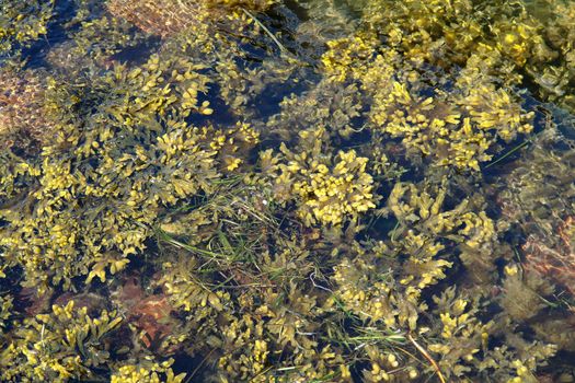 Seaweed kelp in clear sea ocean water