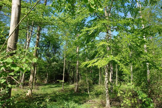 Beautiful Fairy Forest blooming with green in the summer                                