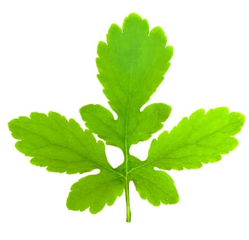 green leaf isolated over a white background