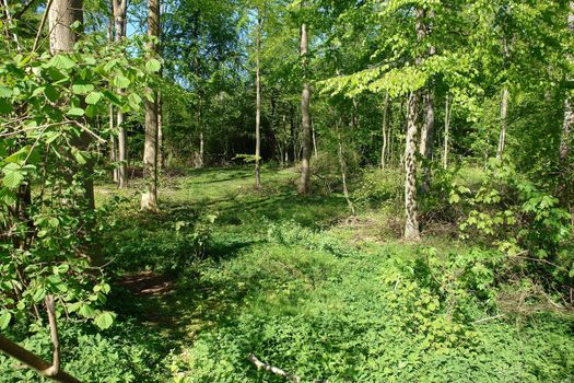 Beautiful Fairy Forest landscape blooming with green in the summer