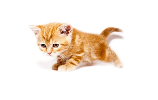 very small redhead kitty on white background
