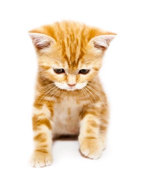 very small redhead kitty on white background