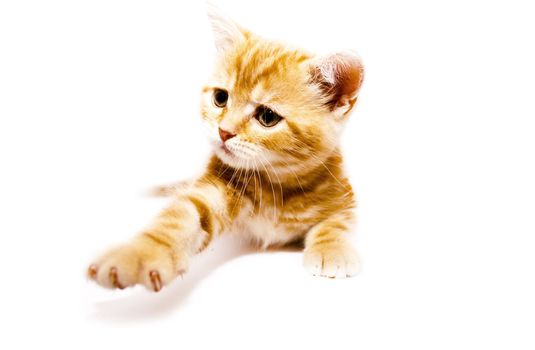 very small redhead kitty on white background